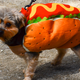 Illustration for article titled The Best Costumes From The Tompkins Square Dog Parade